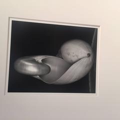 14S ~ Two Shells