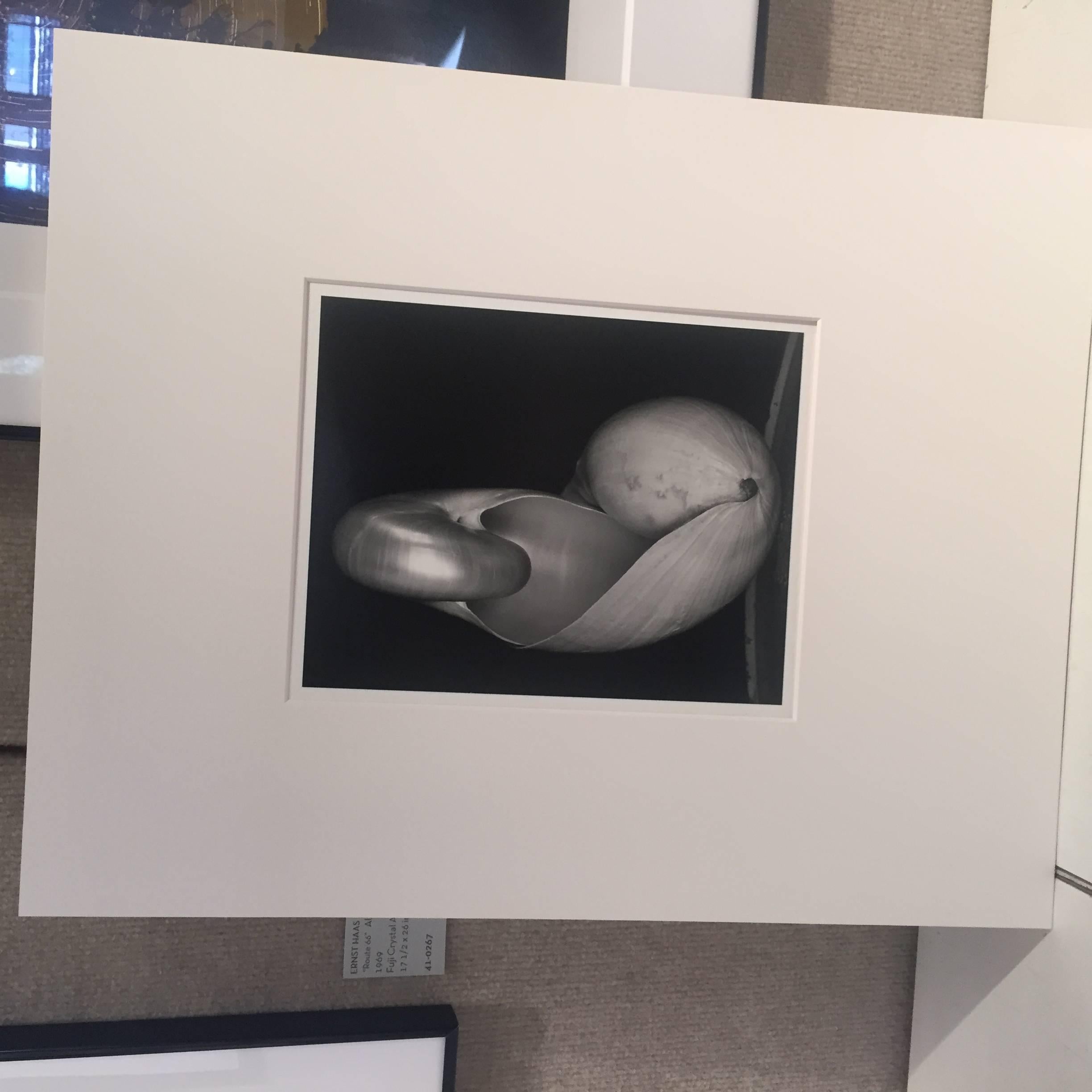 14S ~ Zwei Muscheln (Schwarz), Still-Life Photograph, von Edward Weston