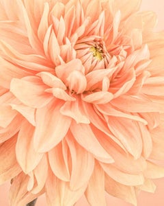 Orange Dahlia Flames I