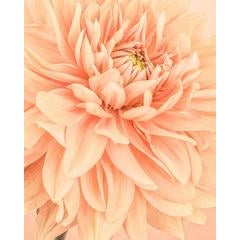 Orange Dahlia Flames I 10