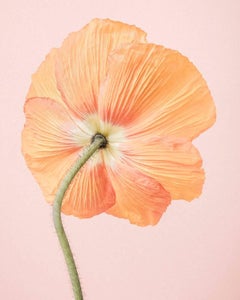 Orange Icelandic Poppy I