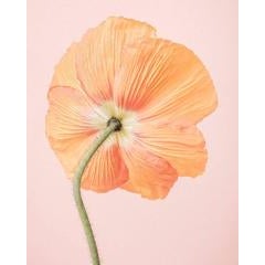 Orange Icelandic Poppy I 11