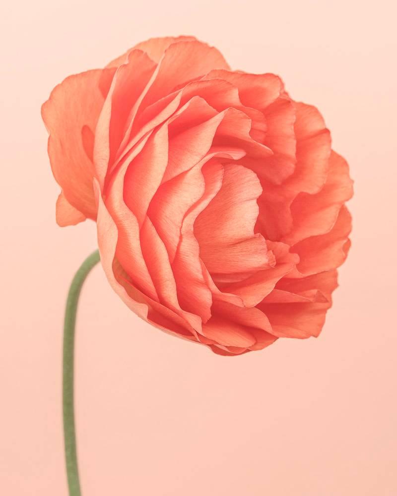 Paul Coghlin Color Photograph - Orange Ranunculus I