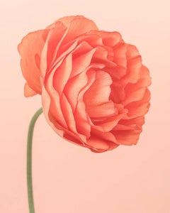 Ranunculus I orange