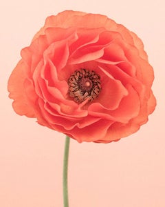 Ranunculus II orange