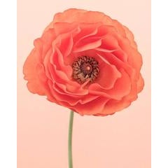Orange Ranunculus II 11