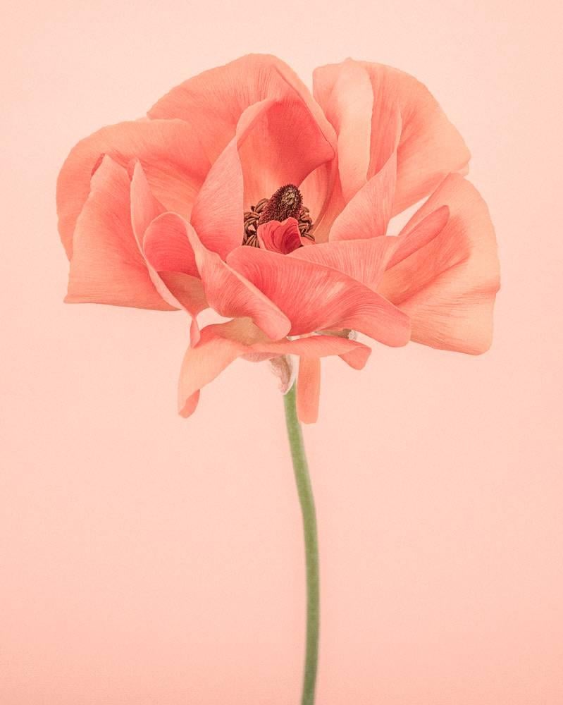 Still-Life Photograph Paul Coghlin - Ranunculus IV Orange Ranunculus