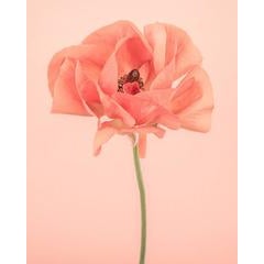 Orange Ranunculus IV 12