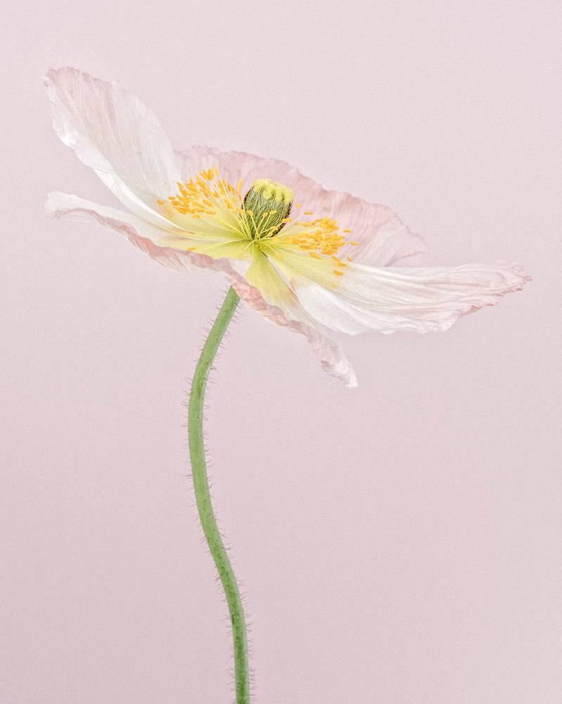 Paul Coghlin Color Photograph - Pale Pink Icelandic Poppy I