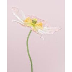 Pale Pink Icelandic Poppy I 11
