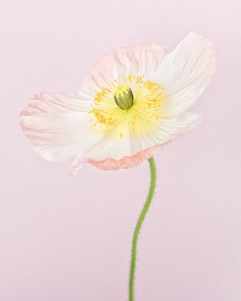 Paul Coghlin Still-Life Photograph - Pale Pink Icelandic Poppy II