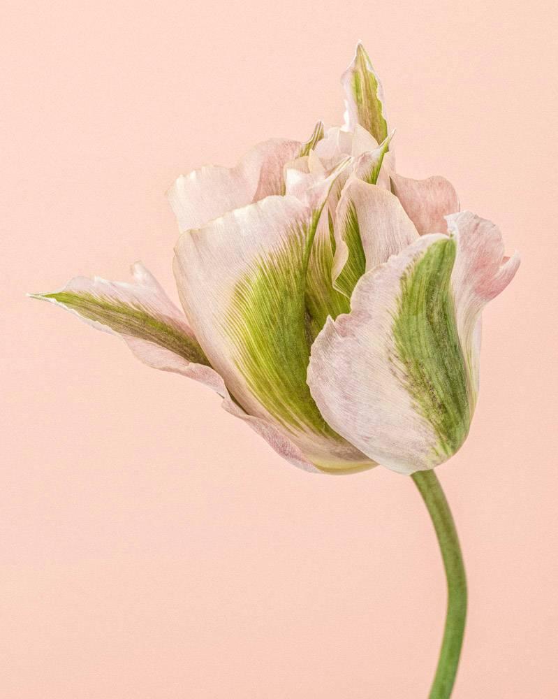 Paul Coghlin Color Photograph - Pink and Green Parrot Tulip I