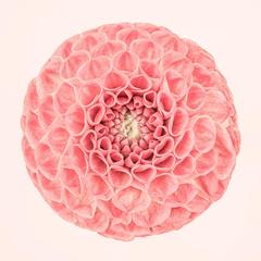 Pink Dahlia Circle I