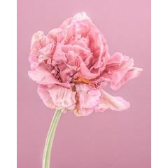Pink Parrot Tulip I 12