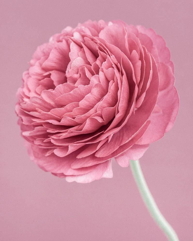 Paul Coghlin Color Photograph – Rosa Ranunculus IV