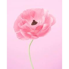 Pink Ranunculus IV 11