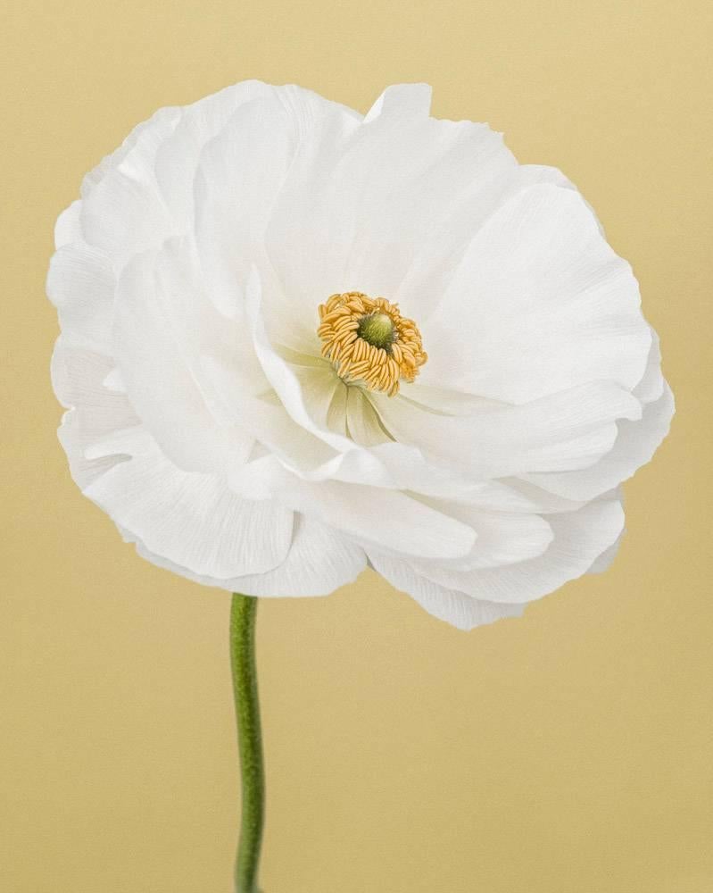 Paul Coghlin Still-Life Photograph - White Ranunculus I