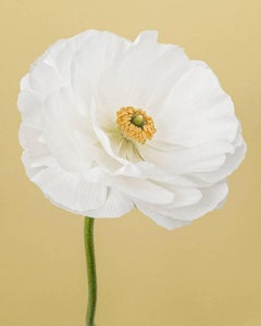 Ranunculus I blanc