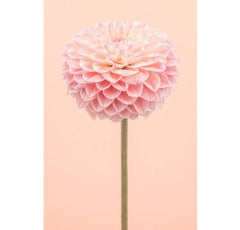 Tall Pink Dahlia I