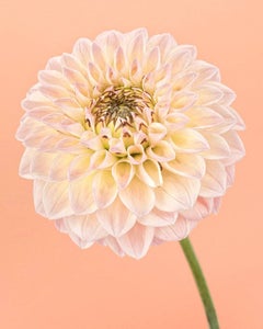 Pink and Yellow Dahlia I   