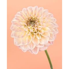 Pink and Yellow Dahlia I 6