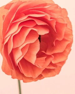 Ranunculus III orange, édition limitée