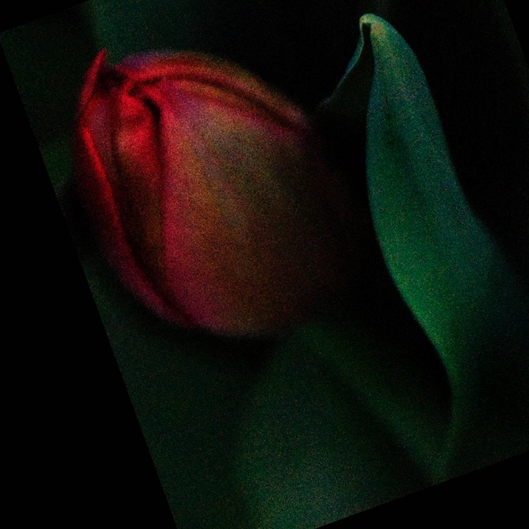 Dale Johnson Color Photograph - Tulip
