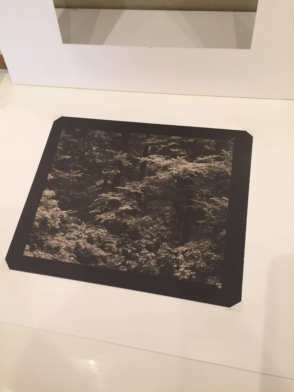 Bosque - Photograph de Josef Sudek