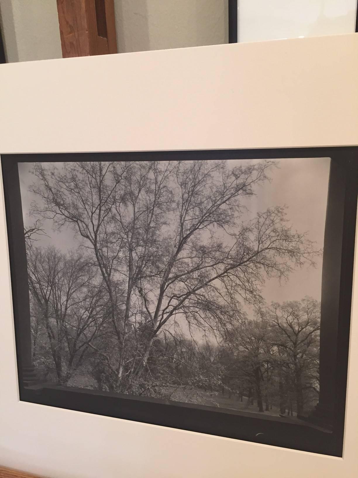 Baum aus der Porch (Grau), Black and White Photograph, von Josef Sudek