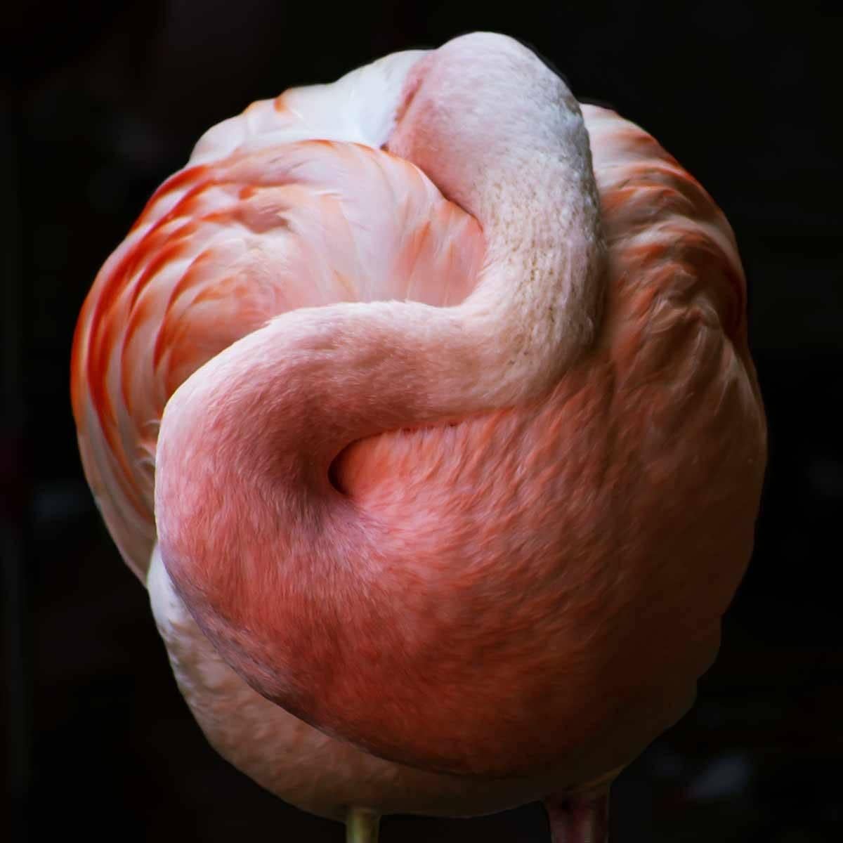 Halie Graham Color Photograph - Flamingo