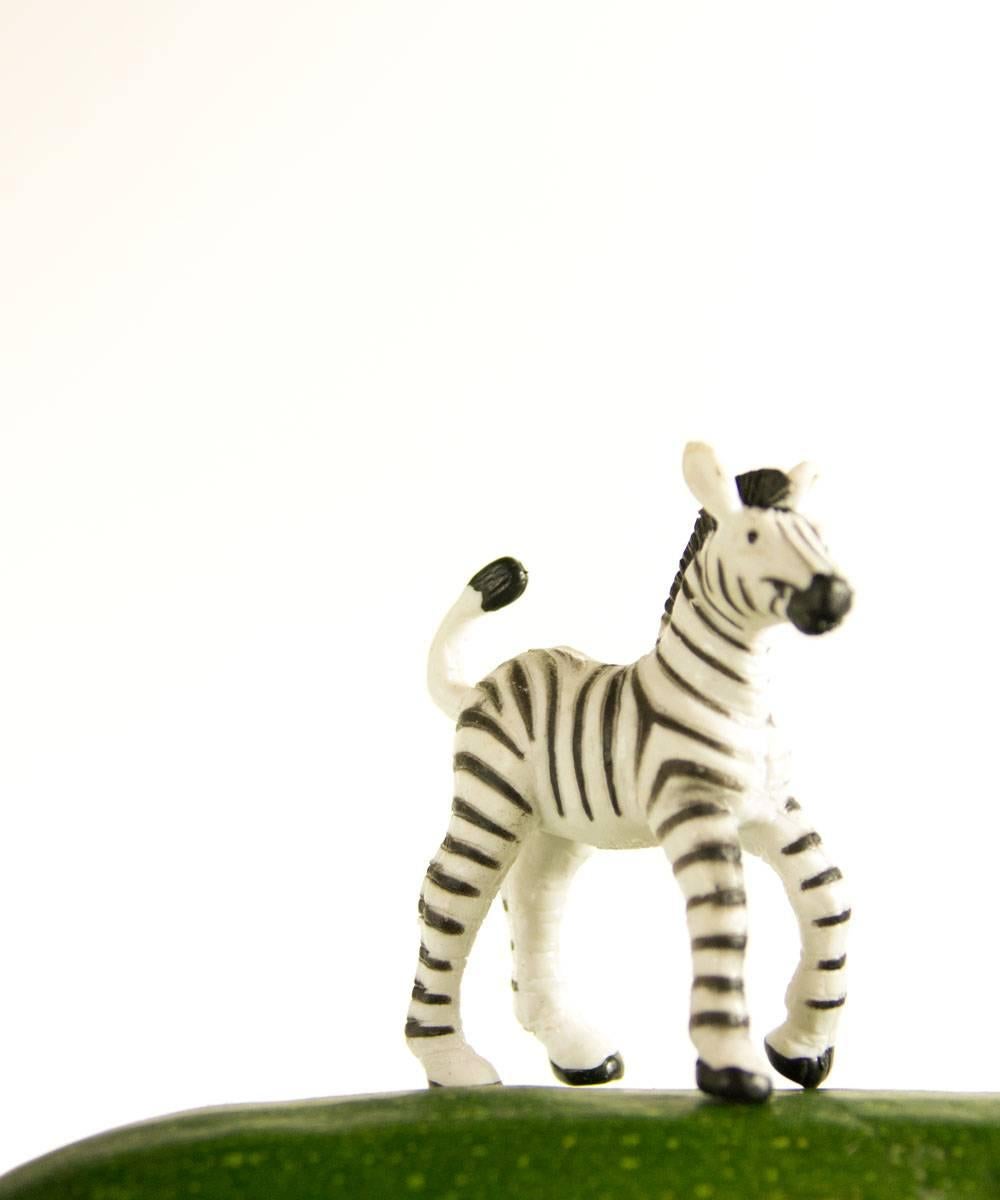 Matthew Carden Animal Print - Zucchini the Zebra