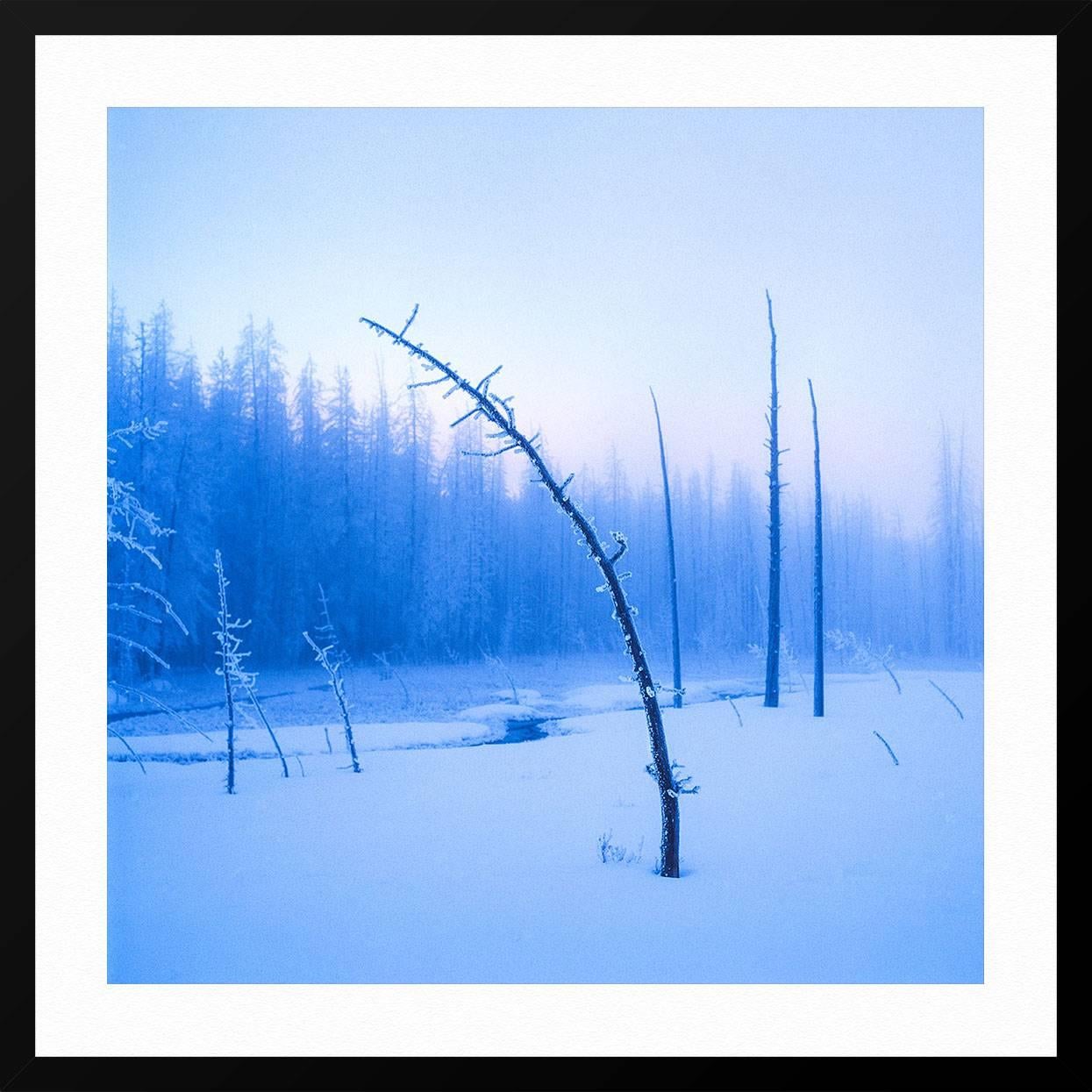 Frozen Tree on Twilight - Blue Landscape Print by Luca Marziale