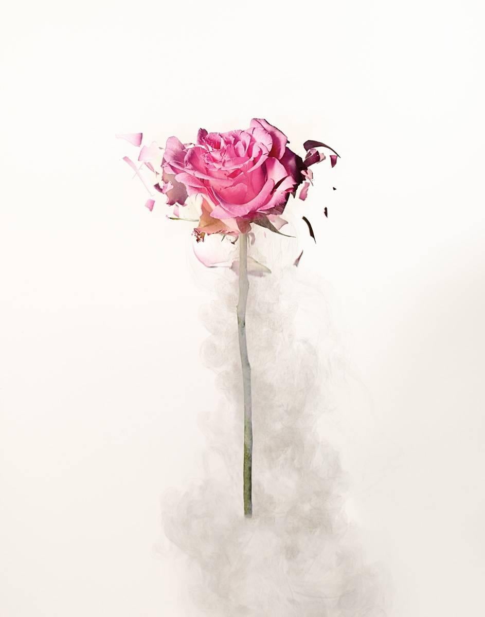 Dan Saelinger Still-Life Photograph - Rose Explosion 2