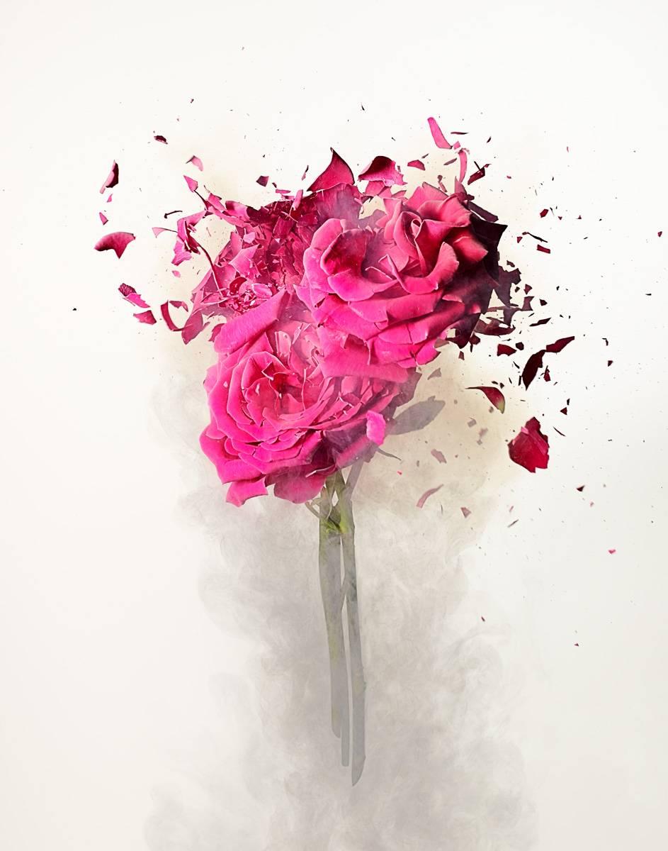 Dan Saelinger Still-Life Photograph - Rose Explosion 3