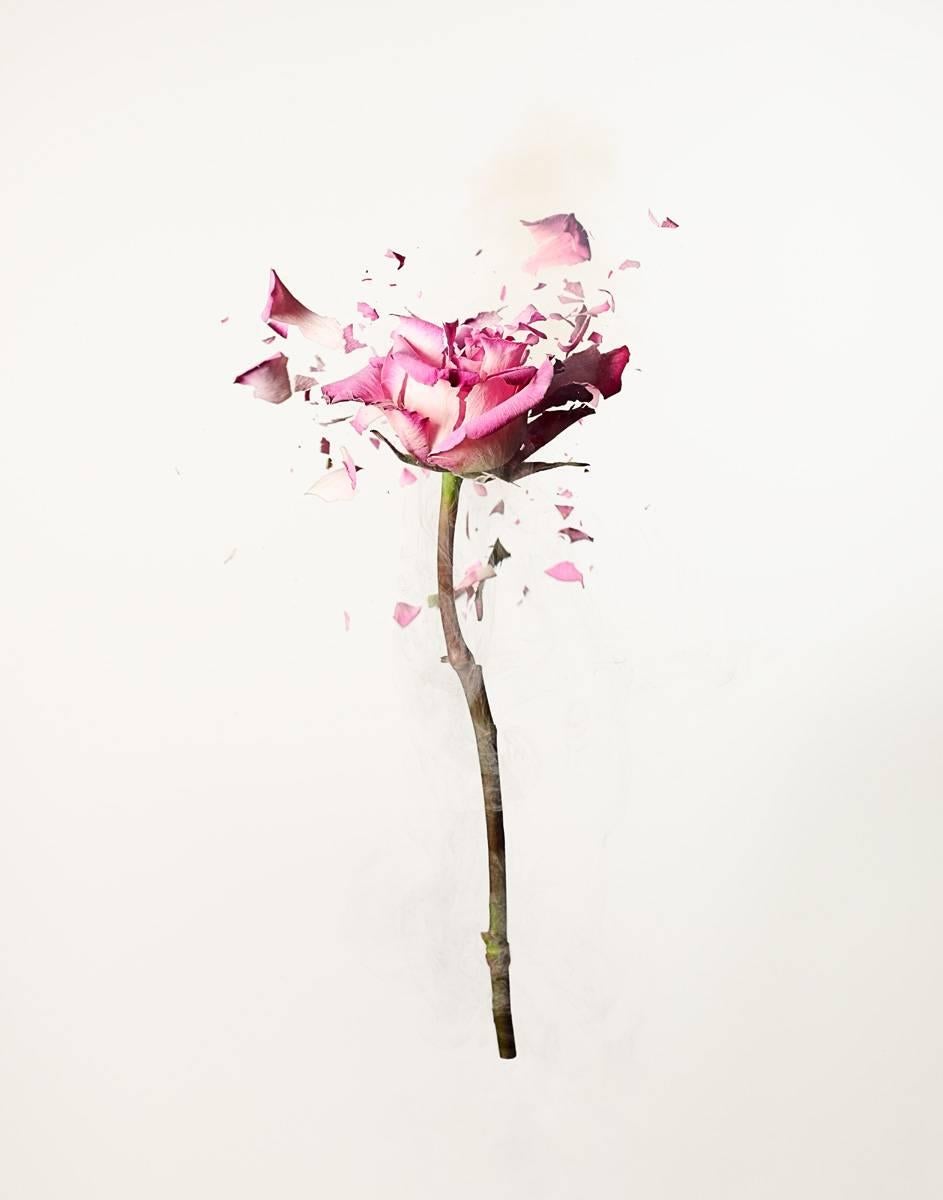Dan Saelinger Still-Life Photograph - Rose Explosion 1