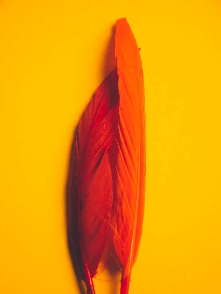 Maria Piessis Abstract Print - Feather or Not 2