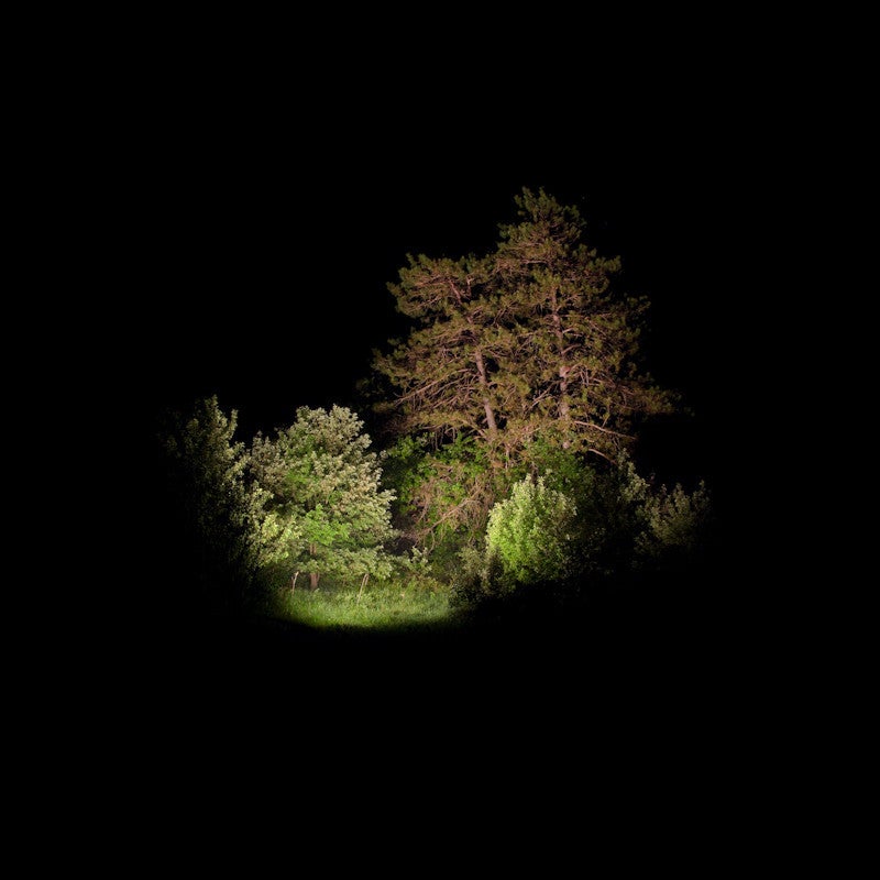 Amelia Bauer Landscape Photograph - Toile #4 (Red Pine)