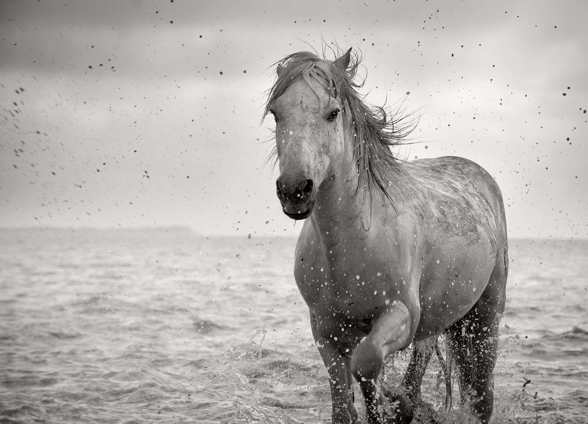 White Mane Camargue - Print by Jonathan Chritchley