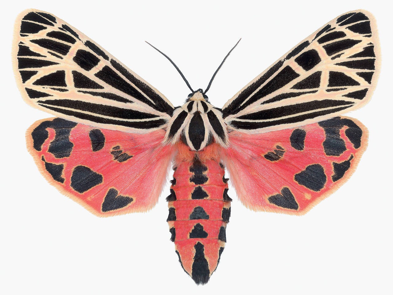 Joseph Scheer Animal Print - Grammia Virgo Female