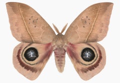 Automeris Metzli Male