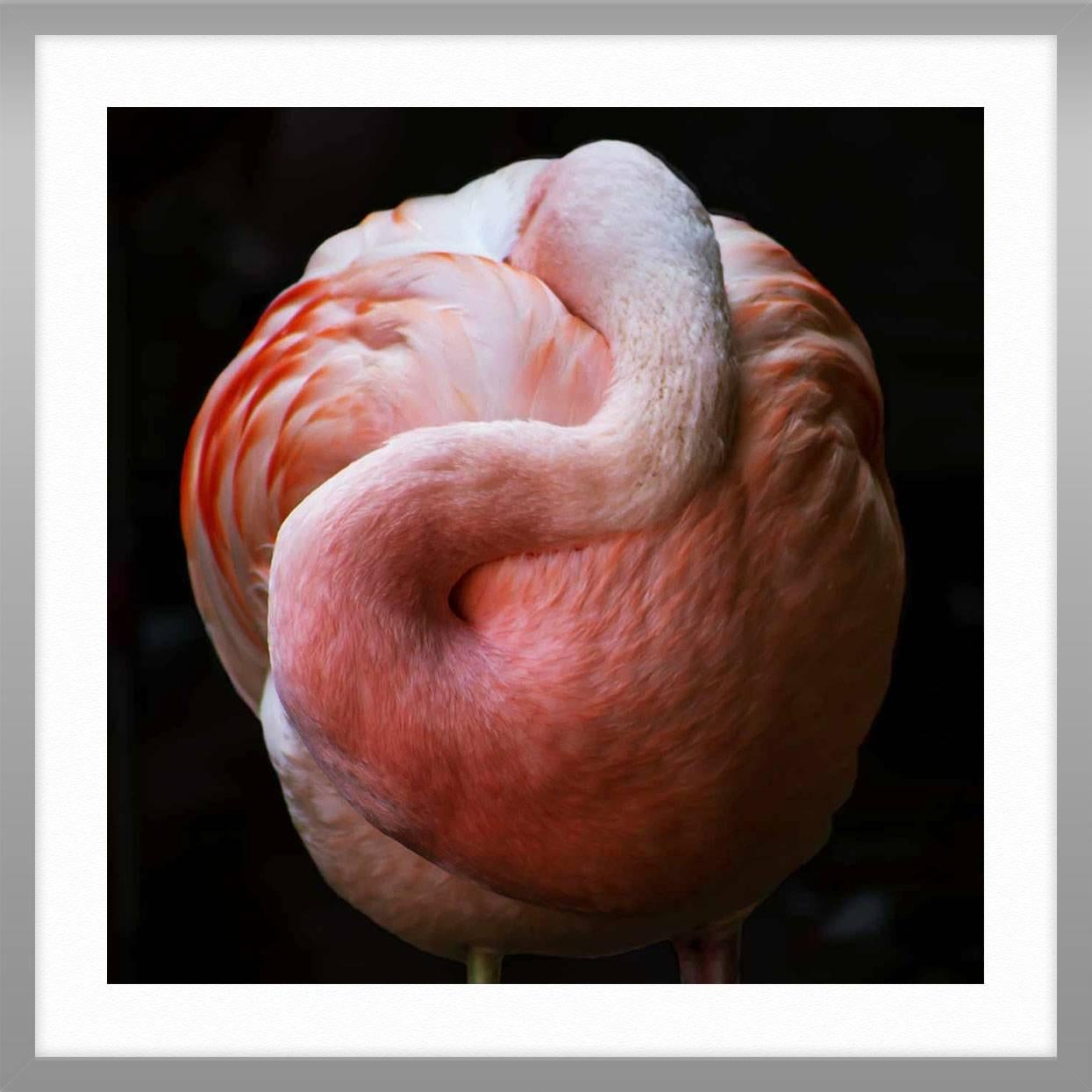 ABOUT THIS PIECE: Always having a love for photographing animals, this series explores the idea of elevating them to an almost abstract quality. Each photograph illuminates the graceful shapes and lines of the wild.

ABOUT THIS ARTIST: Halie Graham