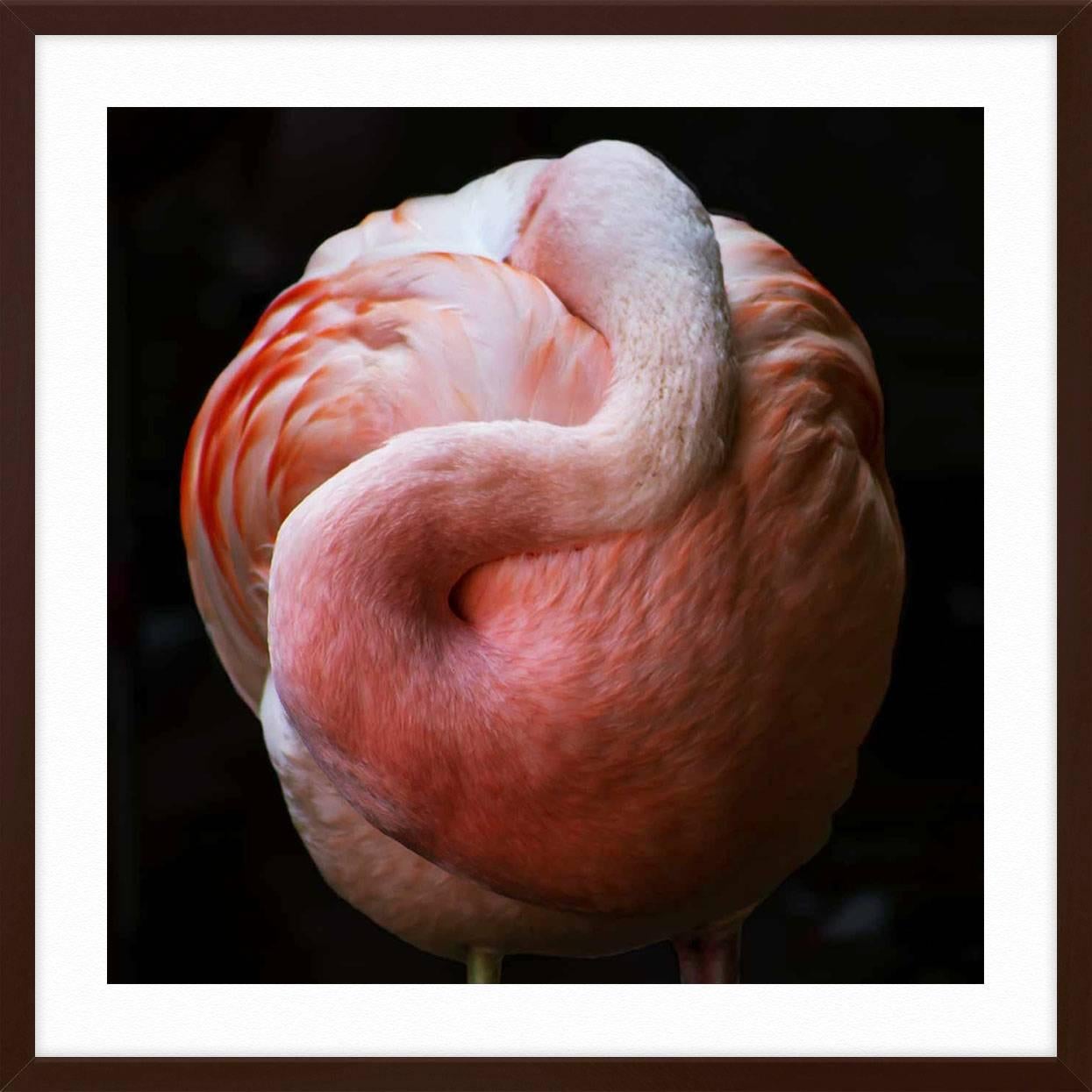 Flamingo - Black Color Photograph by Halie Graham