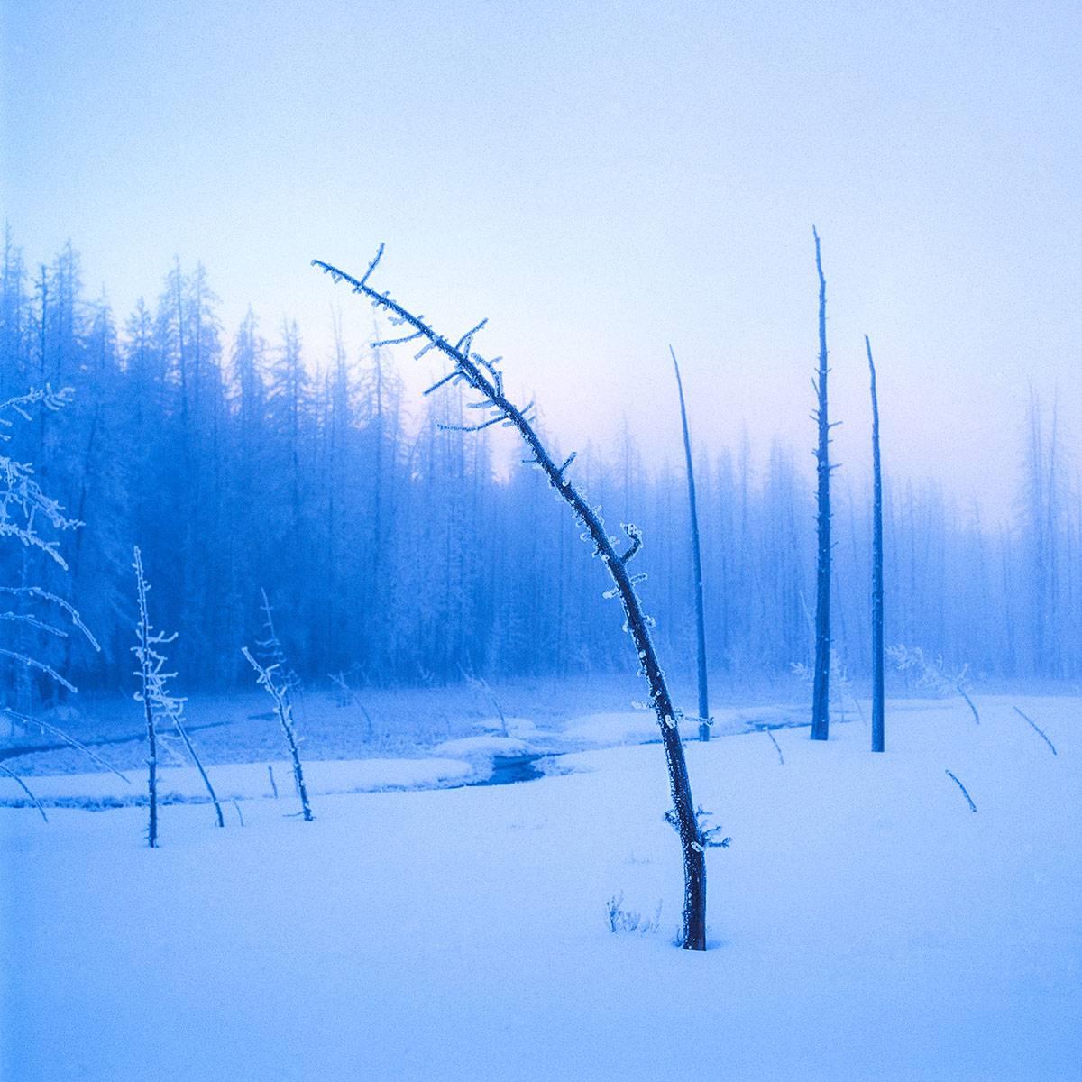 Luca Marziale Landscape Print - Frozen Tree on Twilight
