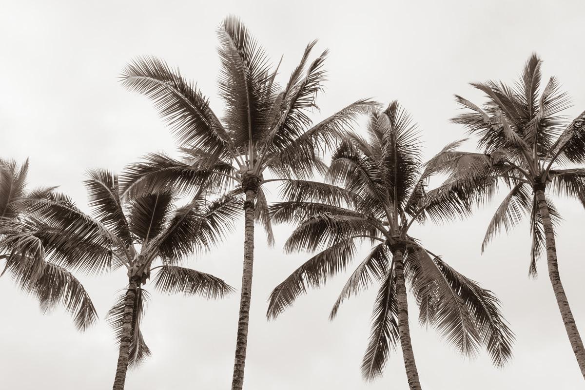 Jessica Nugent Black and White Photograph – Tropical Breeze No2