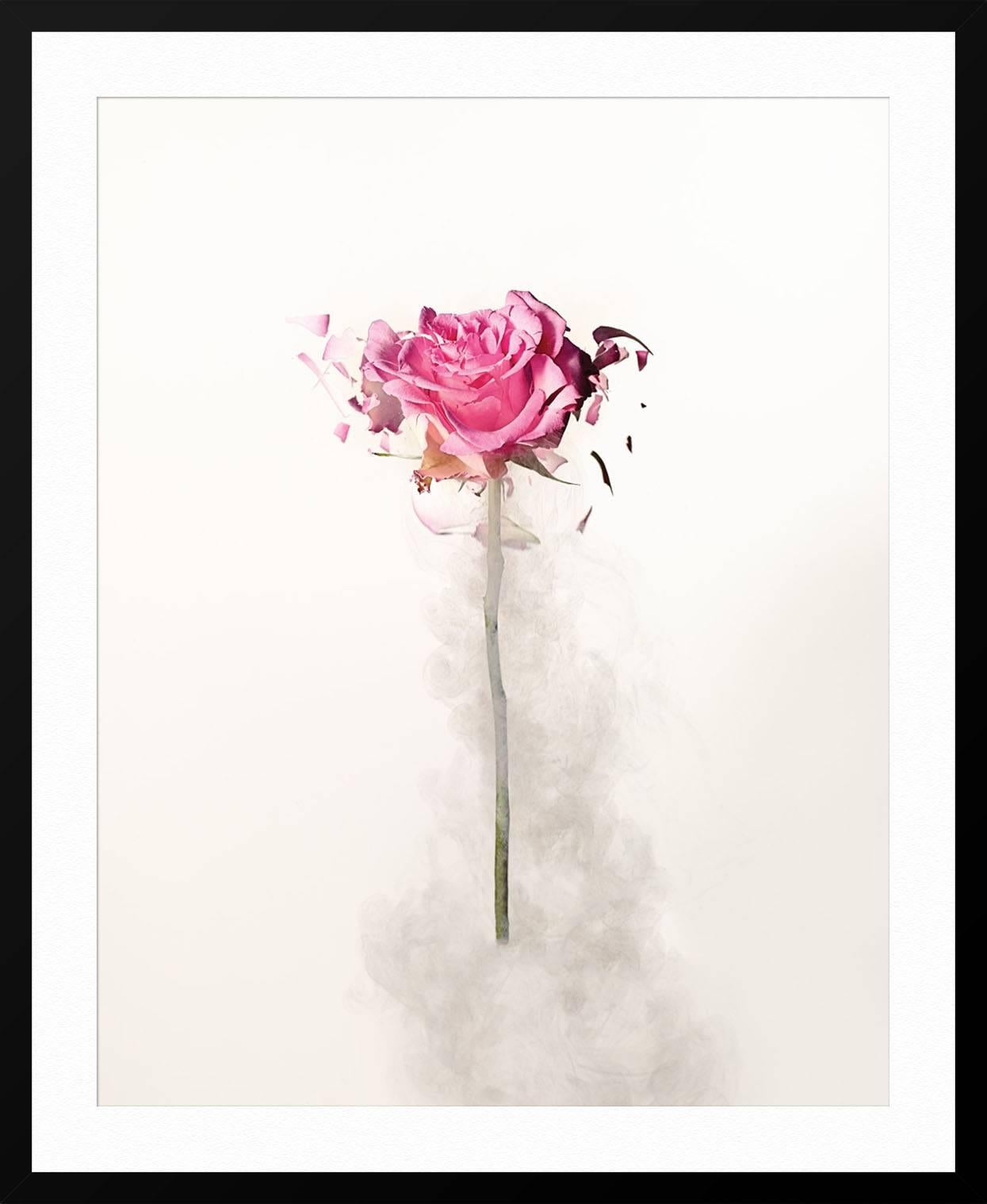Rose Explosion 2 - Gray Still-Life Photograph by Dan Saelinger