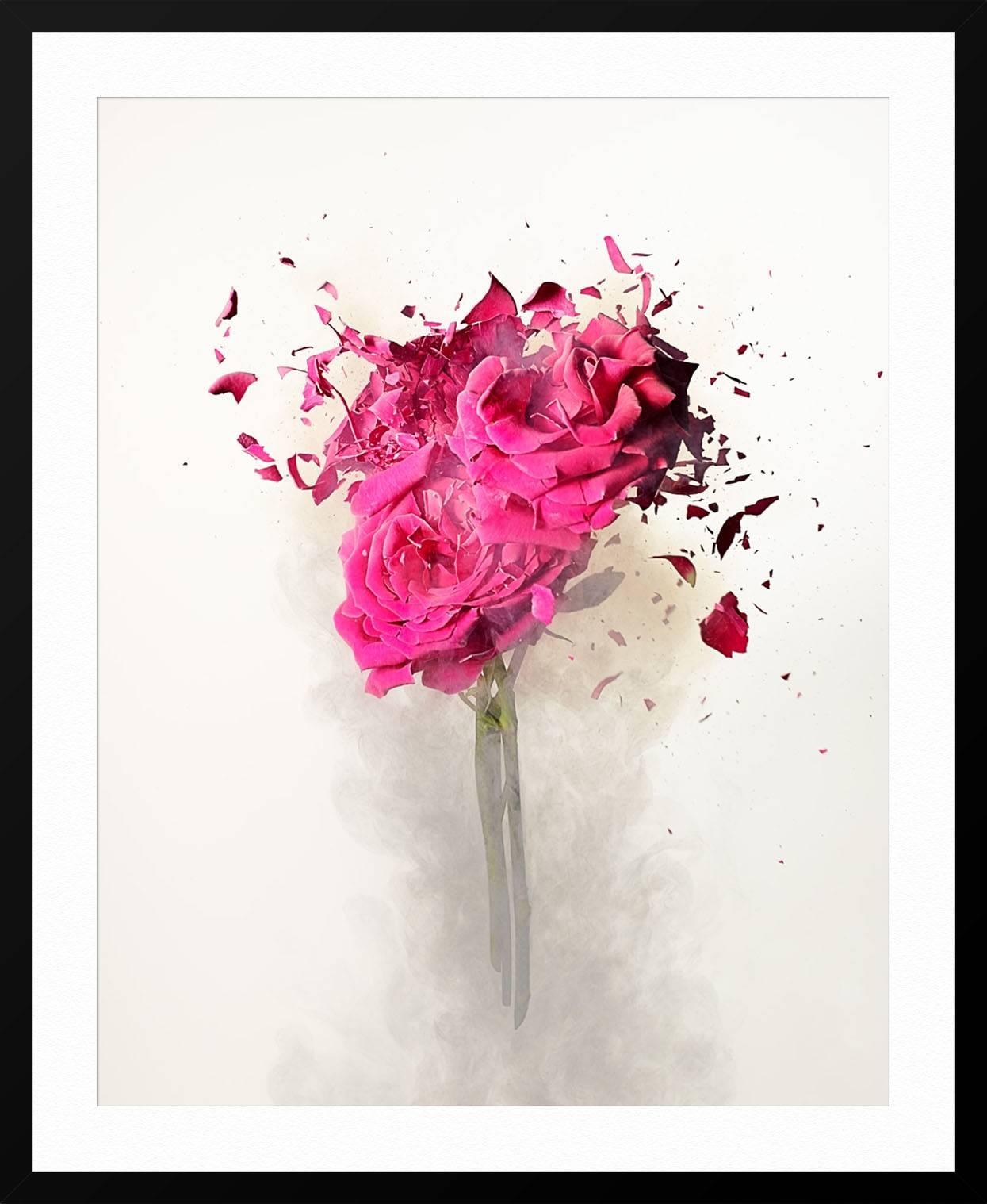 Rose Explosion 3 - White Still-Life Photograph by Dan Saelinger