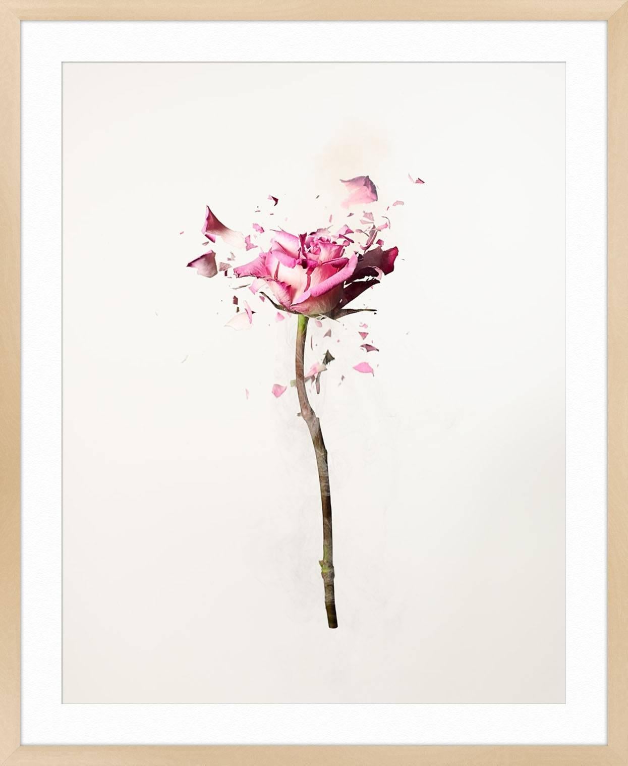 Rose Explosion 1 - Gray Still-Life Photograph by Dan Saelinger