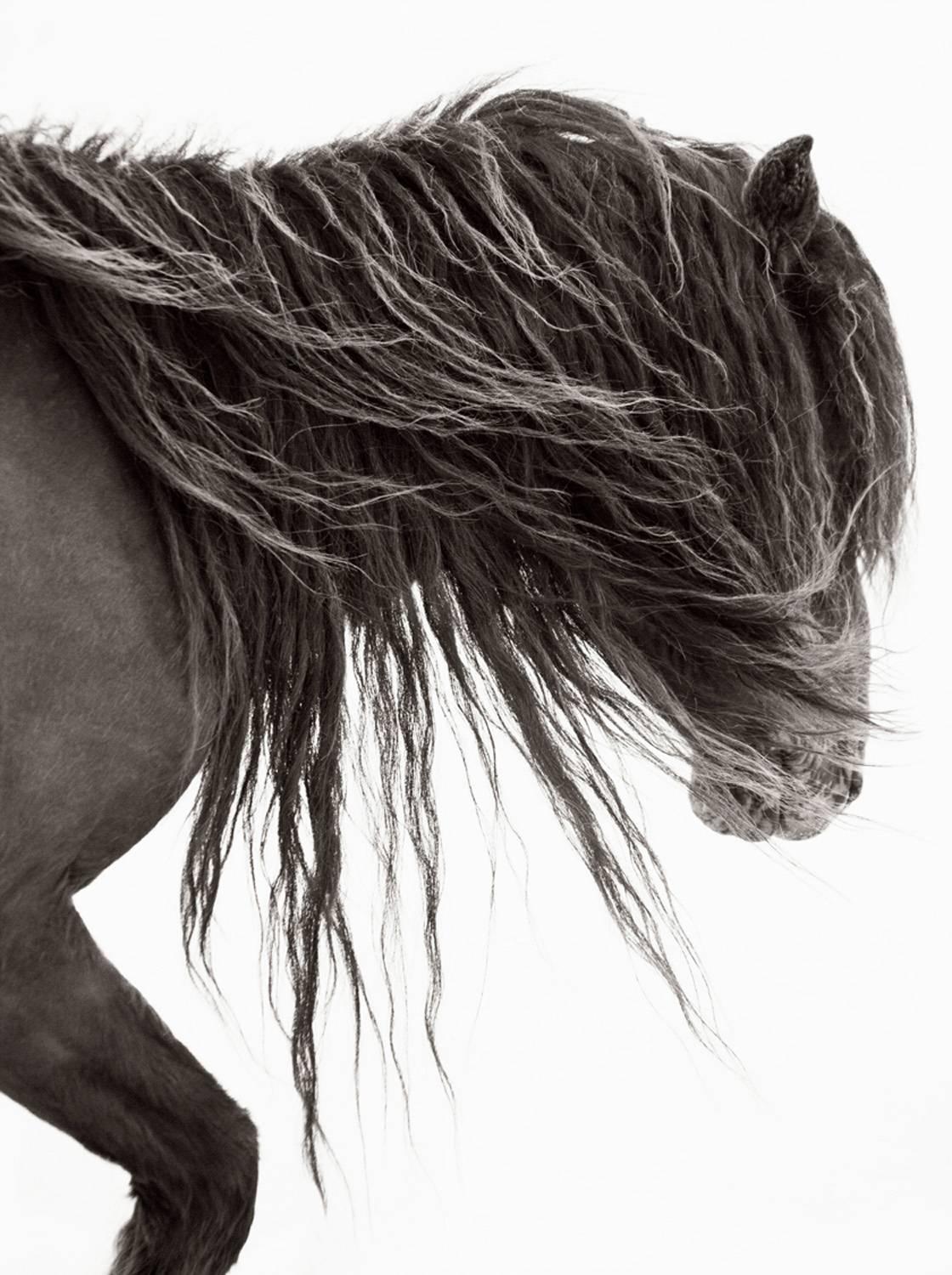 Drew Doggett Portrait Photograph - Wind Blown