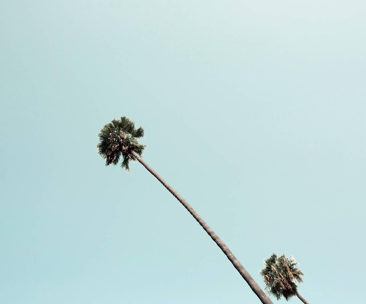 Ludwig Favre Landscape Photograph - Beverly Hills Palm