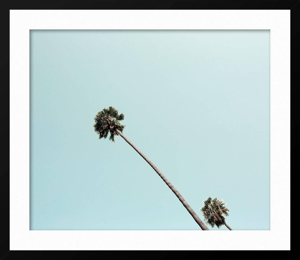 Beverly Hills Palm - Blue Landscape Photograph by Ludwig Favre